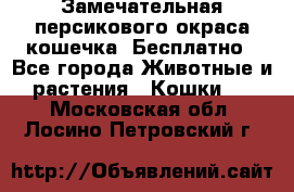 Замечательная персикового окраса кошечка. Бесплатно - Все города Животные и растения » Кошки   . Московская обл.,Лосино-Петровский г.